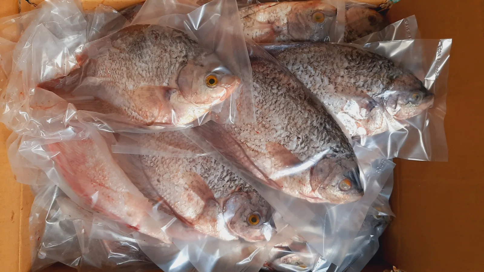 GURAME FRESH FROZEN WGGS