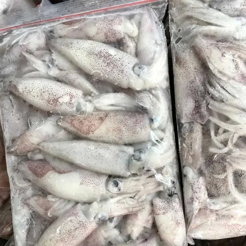 CUMI FRESH FROZEN BLOK 1 KG
